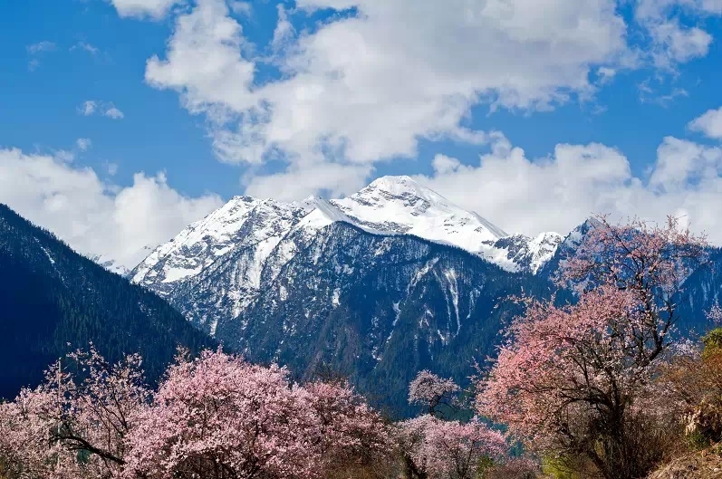 【春暖花开】金川梨花林芝桃花甲居藏寨来古村南迦巴瓦峰雅鲁藏布大峡谷行摄团 推荐